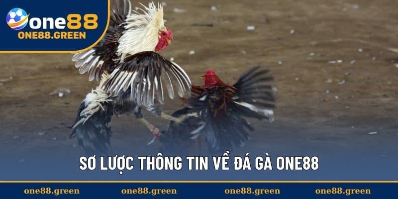 Sơ lược thông tin về đá gà ONE88